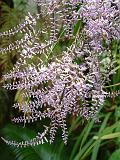 Cordyline Stricta Close 